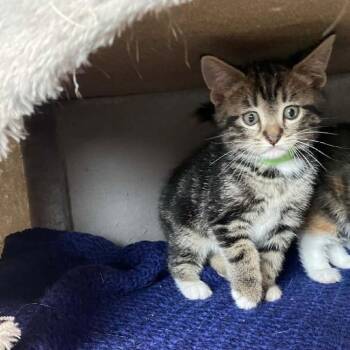 Domestic Short Hair Cats Available for Adoption in Nevada, Missouri - Six | PetCurious