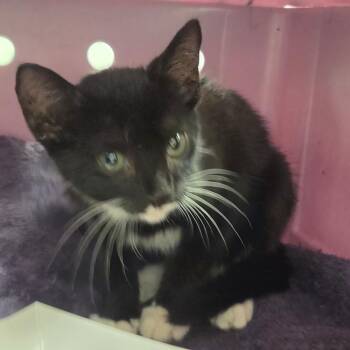 Little Boots -  Domestic Short Hair Cat for Adoption in Chattanooga, Tennessee - Little Boots | PetCurious