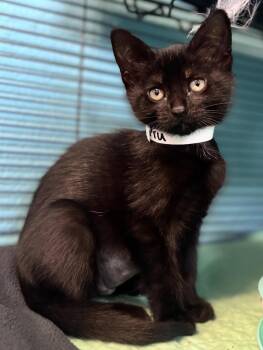 Pru -  Domestic Short Hair Cat for Adoption in Long Beach, New York - Pru | PetCurious
