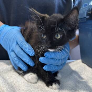 Rescue Domestic Long Hair Cats for Adoption in Kyle, Texas - BATTY | PetCurious