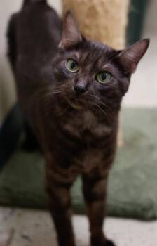 Domestic Short Hair Cats Available for Adoption in Baraboo, Wisconsin - Calypso | PetCurious