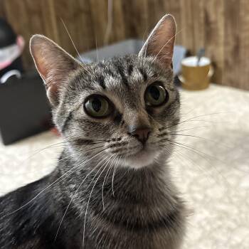 Jill -  Domestic Short Hair Cat for Adoption in Garden City, Michigan - Jill | PetCurious