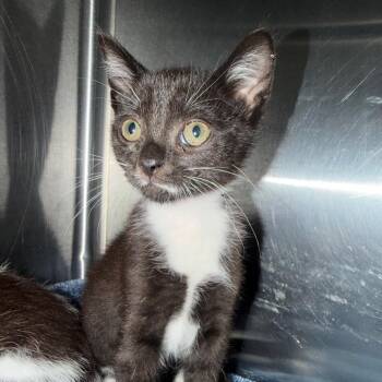 Wakemont 28556 -  Domestic Short Hair Cat for Adoption in Middleburg, Florida - Wakemont 28556 | PetCurious
