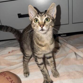 Avril -  Domestic Short Hair Cat for Adoption in Long Beach, California - Avril | PetCurious
