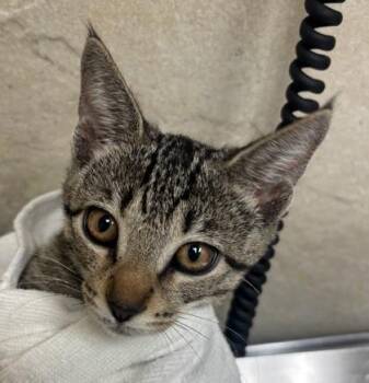 Reiko -  Domestic Short Hair Cat for Adoption in Honolulu, Hawaii - Reiko | PetCurious