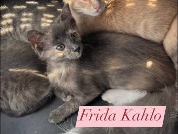 Domestic Short Hair and Tortoiseshell Cats Available for Adoption in Houston, Texas - Frida Kahlo | PetCurious