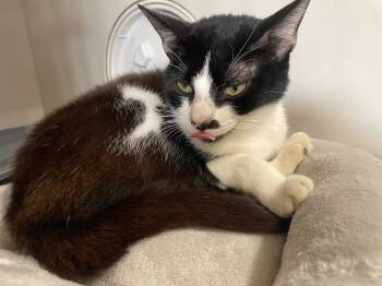 Cardi -  Domestic Short Hair Cat for Adoption in Corpus Christi, Texas - Cardi | PetCurious