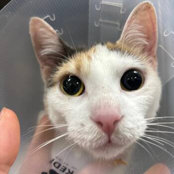 Orquidea -  Domestic Short Hair Cat for Adoption in Newark, New Jersey - Orquidea | PetCurious