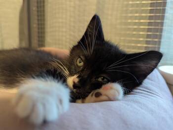 COREY -  Domestic Short Hair Cat for Adoption in Kent, Washington - COREY | PetCurious