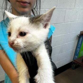 Nutty Buddy -  Domestic Short Hair Cat for Adoption in Gadsden, Alabama - Nutty Buddy | PetCurious