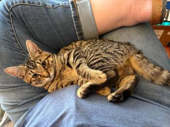 Tabitha -  Domestic Short Hair Cat for Adoption in Pasco, Washington - Tabitha | PetCurious