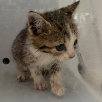 Stella 8820 -  Domestic Short Hair Cat for Adoption in Columbus, Georgia - Stella 8820 | PetCurious