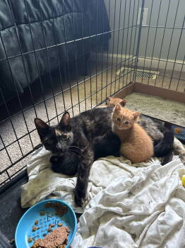 Rescue Tortoiseshell Cats for Adoption in San Antonio, Texas - GAILLE | PetCurious