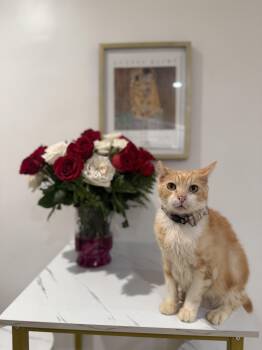 Rescue Domestic Short Hair Cats for Adoption in Malibu, California - Mango | PetCurious