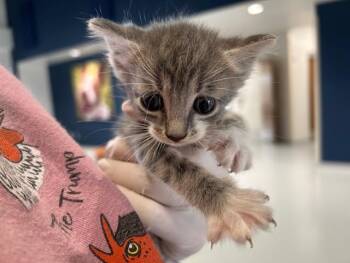 POSIE -  Domestic Short Hair Cat for Adoption in Ocala, Florida - POSIE | PetCurious