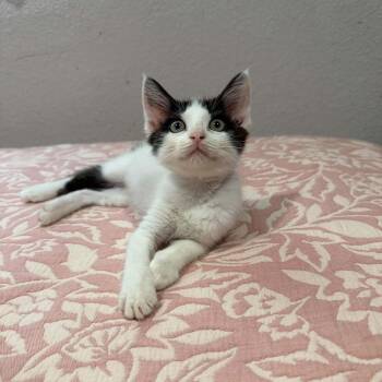 Mouse -  Domestic Short Hair Cat for Adoption in Dysart, Iowa - Mouse | PetCurious