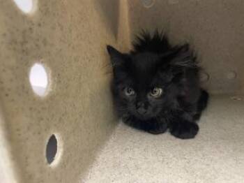 OBIE -  Domestic Long Hair Cat for Adoption in Kent, Washington - OBIE | PetCurious