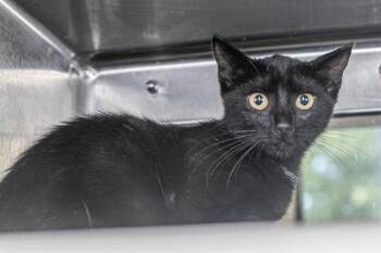 A1270667 -  Domestic Short Hair Cat for Adoption in Charlotte, North Carolina - A1270667 | PetCurious