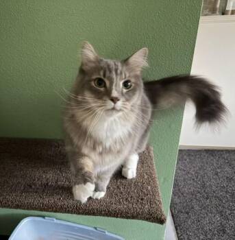 Gracie -  Domestic Medium Hair Cat for Adoption in Jacksonville, Oregon - Gracie | PetCurious