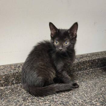 Cami -  Domestic Medium Hair Cat for Adoption in Davenport, Iowa - Cami | PetCurious
