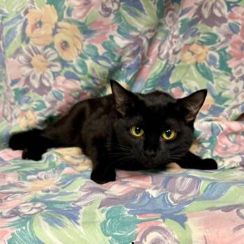Lyanna -  Domestic Short Hair Cat for Adoption in Midland, Texas - Lyanna | PetCurious