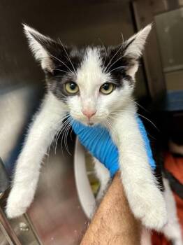Playful -  Domestic Short Hair Cat for Adoption in Wichita, Kansas - Playful | PetCurious