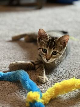 GINGER -  Domestic Short Hair Cat for Adoption in Largo, Florida - GINGER | PetCurious