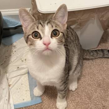 Domestic Short Hair Cats Available for Adoption - Toulouse(Tally) | PetCurious