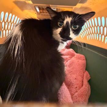 Mr Milo -  Domestic Short Hair Cat for Adoption in Philadelphia, Pennsylvania - Mr Milo | PetCurious