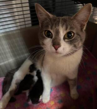 Domestic Short Hair Cats Available for Adoption in Rutherfordton, North Carolina - Pansy | PetCurious