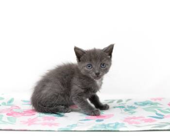 Domestic Short Hair Cats Available for Adoption in Trophy Club, Texas - Boo | PetCurious