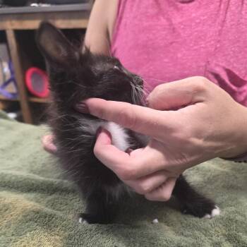 LUNDS #12 -  Domestic Medium Hair Cat for Adoption in Willows, California - LUNDS #12 | PetCurious