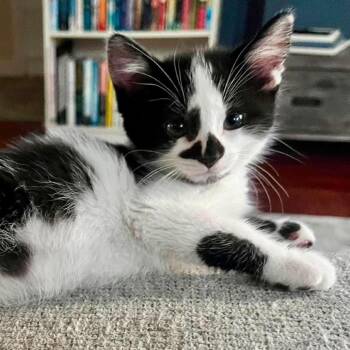 Theodore Whiskers - 56194 -  Domestic Short Hair Cat for Adoption in Eaton Rapids, Michigan - Theodore Whiskers - 56194 | PetCurious