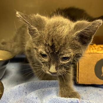 kyoshi -  Domestic Short Hair Cat for Adoption in Yuma, Arizona - Kyoshi | PetCurious