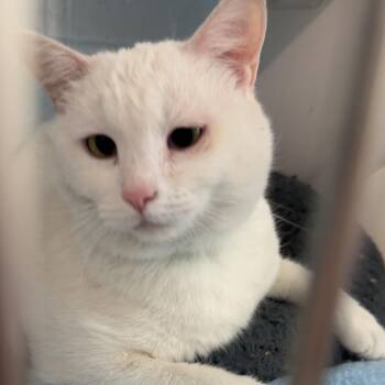 Mason -  Domestic Short Hair Cat for Adoption in Lakewood, Colorado - Mason | PetCurious