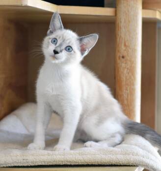 HARRYHAUSENS -  Siamese Cat for Adoption in San Clemente, California - HARRYHAUSENS | PetCurious