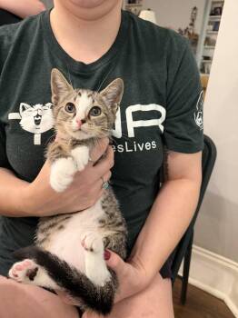 Bargain (Available for pre-adoption) -  Domestic Short Hair Cat for Adoption in Camden, South Carolina - Bargain (Available For Pre-adoption) | PetCurious