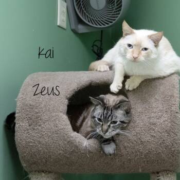 Rescue Siamese Cats for Adoption in Pekin, Illinois - Kai | PetCurious