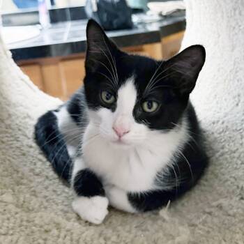 Muffin -  Domestic Short Hair Cat for Adoption in Lake Monroe, Florida - Muffin | PetCurious