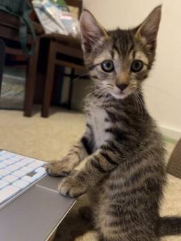 Domestic Short Hair Cats Available for Adoption - Sauce | PetCurious