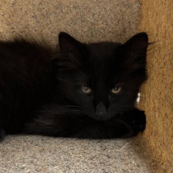 Kaboodle -  Domestic Long Hair Cat for Adoption in Reno, Nevada - Kaboodle | PetCurious