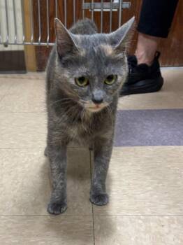 Mouse -  Domestic Short Hair Cat for Adoption in Little Rock, Arkansas - Mouse | PetCurious
