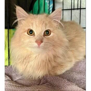 Tabby Cats Available for Adoption - Jasper | PetCurious