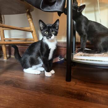 Omelet -  Domestic Short Hair Cat for Adoption in Amboy, Illinois - Omelet | PetCurious