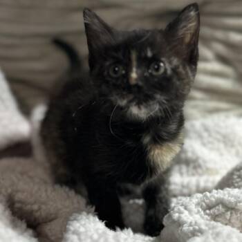 American Shorthair Cats Available for Adoption in San Saba, Texas - Mocha | PetCurious