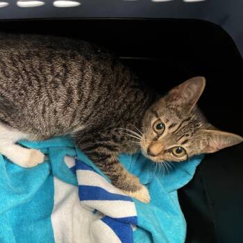 Zelda -  Domestic Short Hair Cat for Adoption in Chattanooga, Tennessee - Zelda | PetCurious