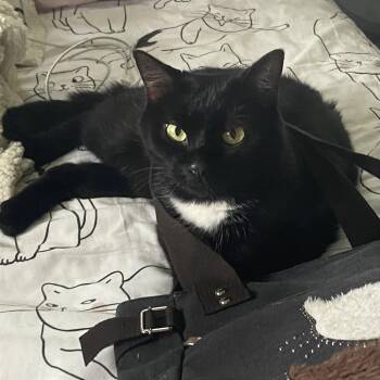 Beetle Juice -  Domestic Short Hair Cat for Adoption in Fort Lauderdale, Florida - Beetle Juice | PetCurious