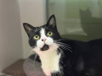 Bella -  Domestic Short Hair Cat for Adoption in Fairfax, Virginia - Bella | PetCurious