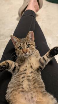 Rescue Domestic Short Hair Cats for Adoption in Wilmington, North Carolina - Copper | PetCurious