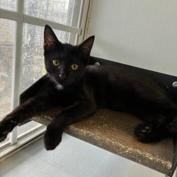 Anti Hero -  Domestic Short Hair Cat for Adoption in Carencro, Louisiana - Anti Hero | PetCurious